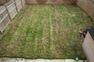 Lawn recovery, first cut