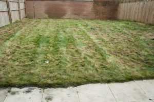 Lawn repair, first cut