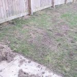 Lawn Restoration // Moss removal / heavy raking