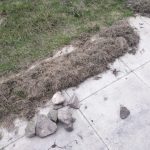 Lawn Restoration // Stones and Moss removal / heavy raking
